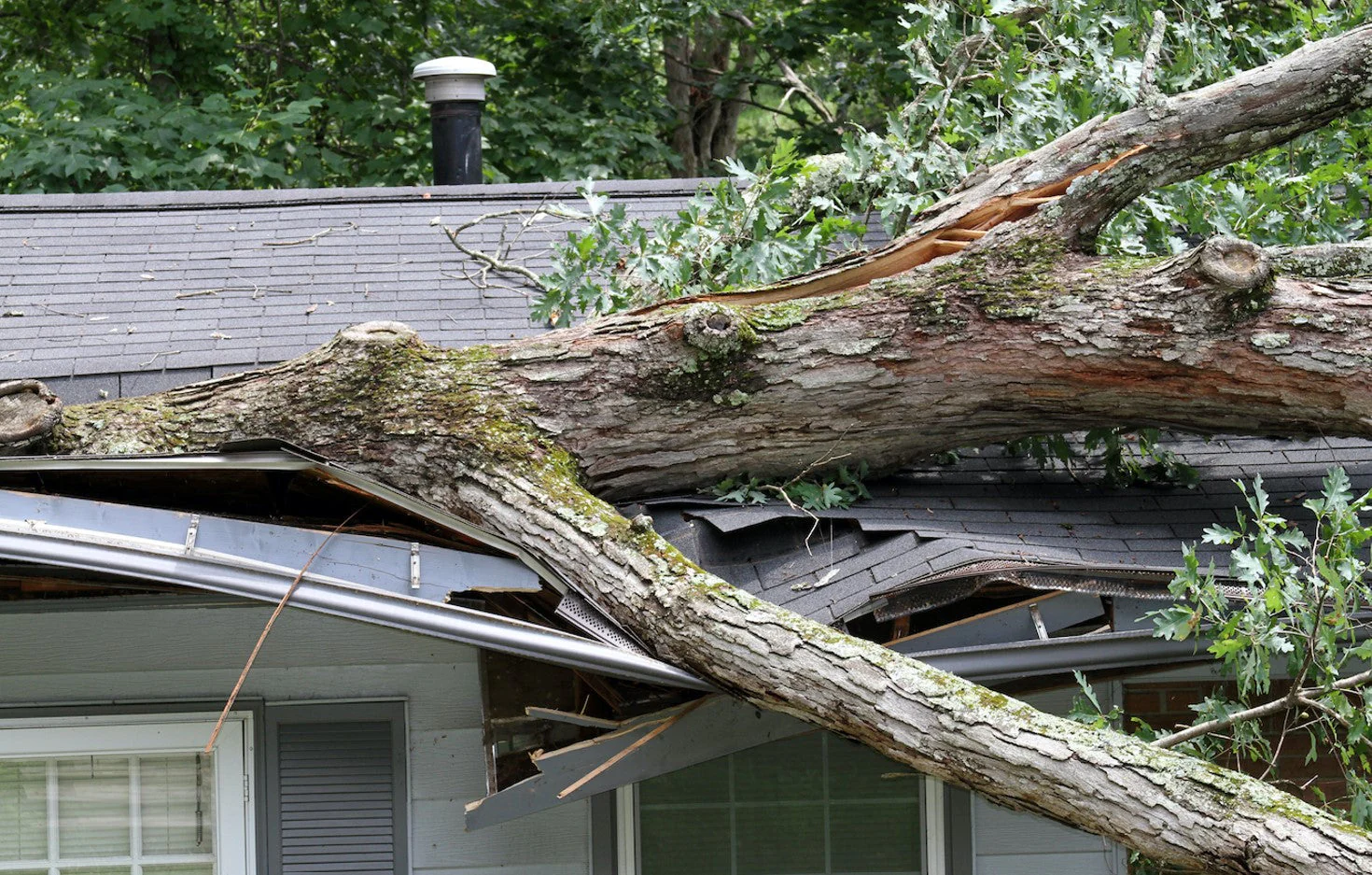 What To Do Immediately After A Tree Falls On Your Property